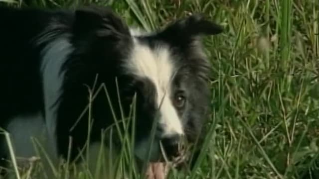 S01:E01 - Border Collies