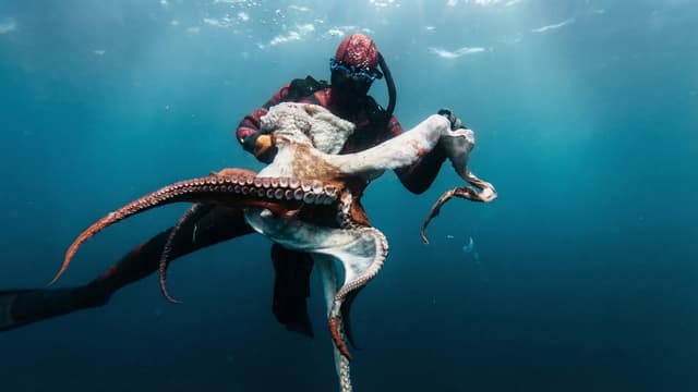 S01:E03 - We Caught a New World Record Octopus