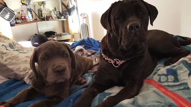 T01:C12 - S01:E12 - Who Let the Dogs Out?