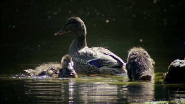 S03:E02 - Flesh Ripper