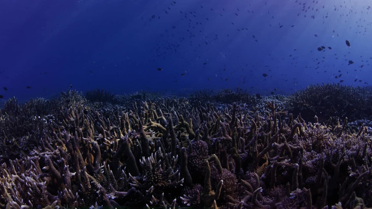 Watch Beneath the Sea