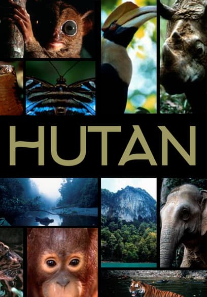 Hutan