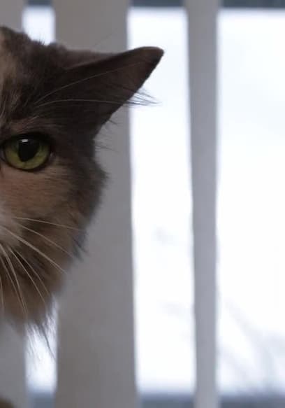 S01:E12 - Grumpy Old Cat poster