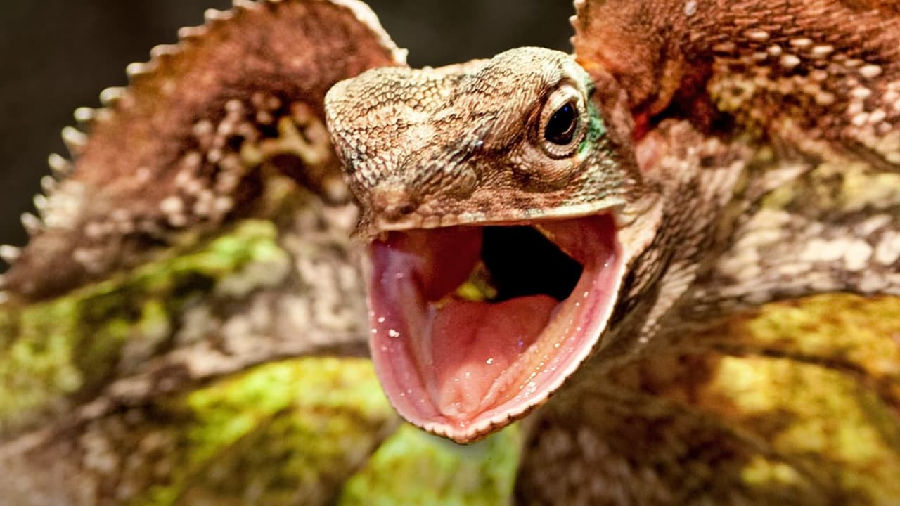 Watch Animalogic: Dangerous & Deadly