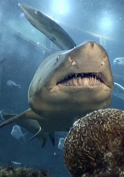 S01:E12 - Hunting for Megalodon Shark Teeth poster