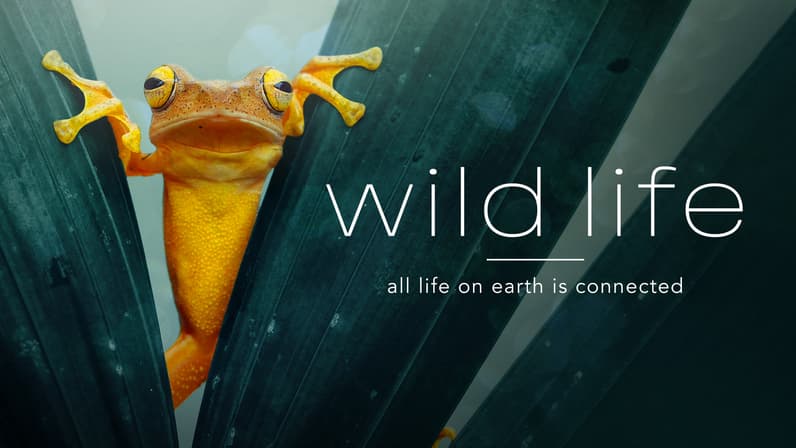 Wild Life (2013) poster