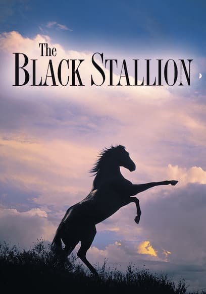 The Black Stallion