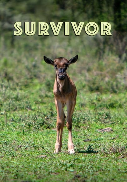 Survivor
