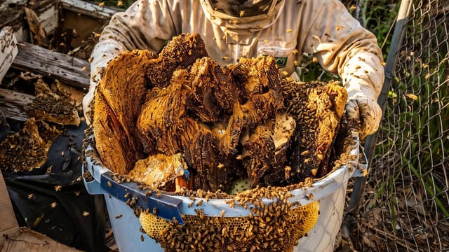 S01:E01 - The Bee Invasion