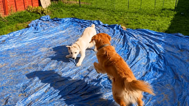 S01:E06 - Nobody Could Handle this Hyper-Active Rescue Puppy... Our Golden Retriever Was His Last Chance