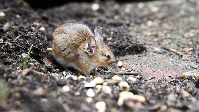 S01:E15 - The Strangest Animals on Earth: Popcorn Smells, Cube Poop, and Venom Compilation