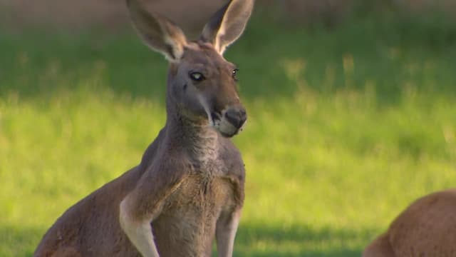 S03:E18 - Animal Passport: Australia!