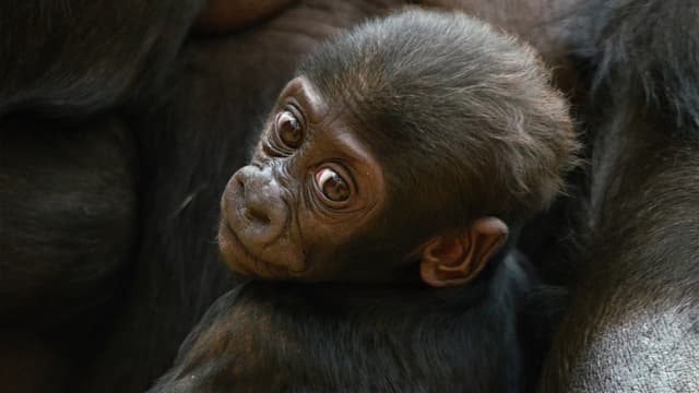 S03:E08 - More Baby Animals From Africa