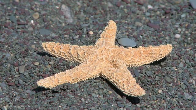 S03:E306 - Starfish