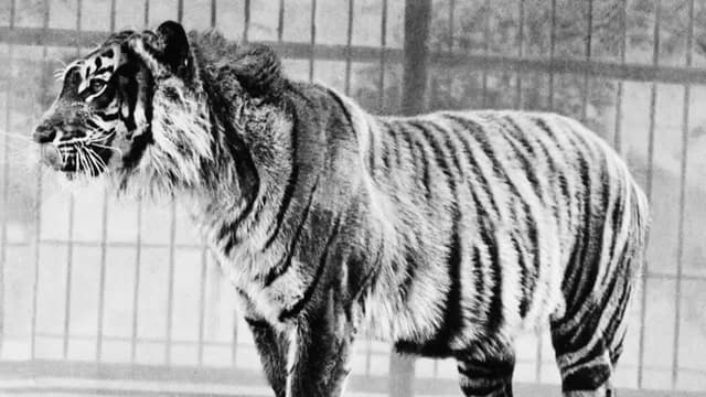 S01:E05 - The Javan Tiger