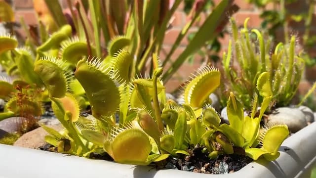 S01:E09 - World's Smartest Ants vs. 5 Puzzles
