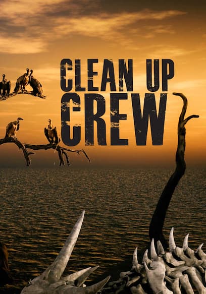 Clean Up Crew