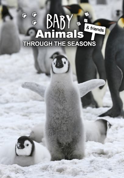 Baby Animals and Friends poster
