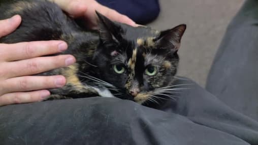 Watch My Cat from Hell S06:E03 Godzilla Attacks! Free TV Shows