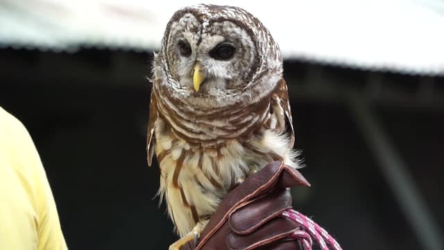 S02:E10 - Birds of Prey With Handyman Hal / Falcons, Hawks, and Owls