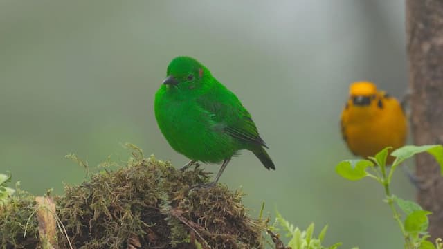 S01:E02 - From the Andes to the Galapagos Islands