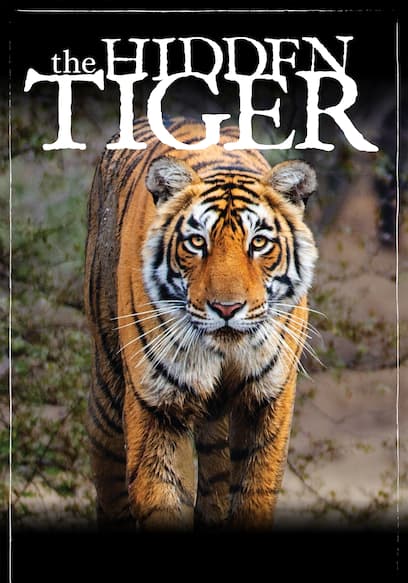 The Hidden Tiger