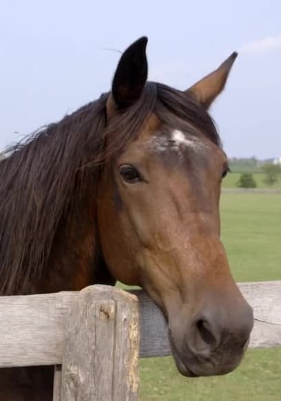 S01:E13 - Horse Farms (Ont) poster