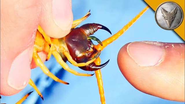S01:E10 - Bitten by a Giant Desert Centipede!