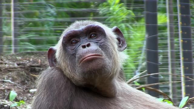 S01:E04 - El Gran Paso