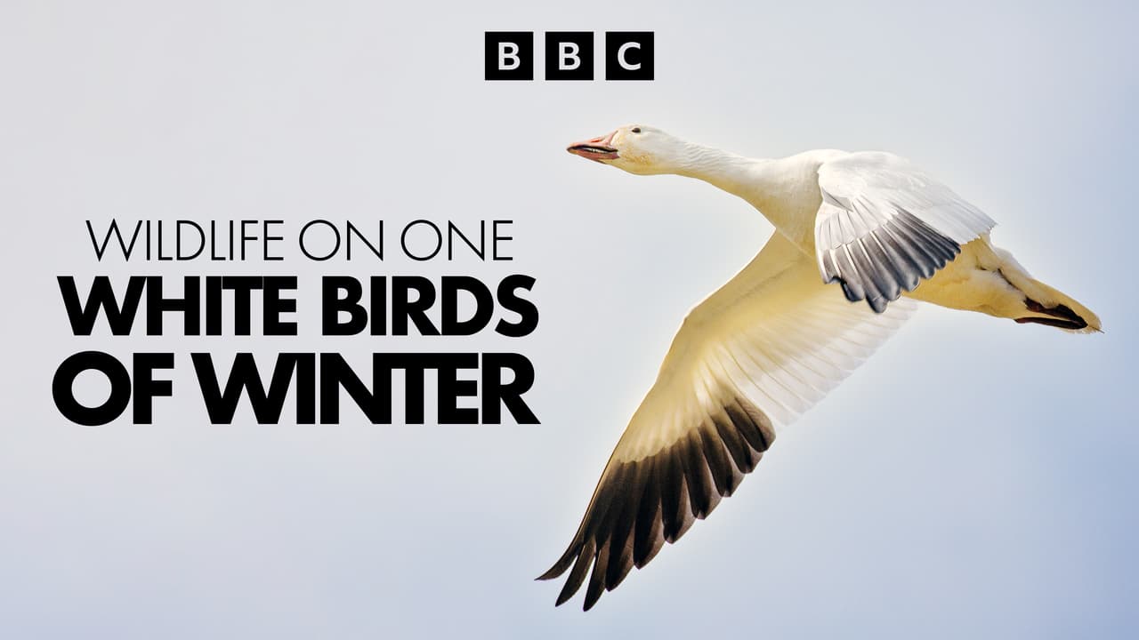 Watch Wildlife on One Streaming Online | Tubi Free TV