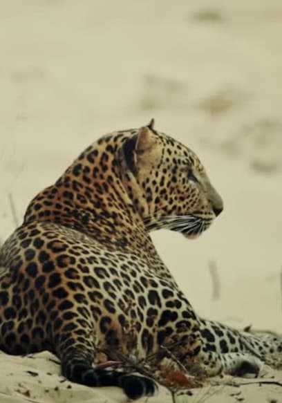 S01:E01 - Wild Sri Lanka: Realm of the Leopard poster