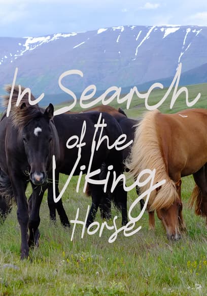 In Search of the Viking Horse