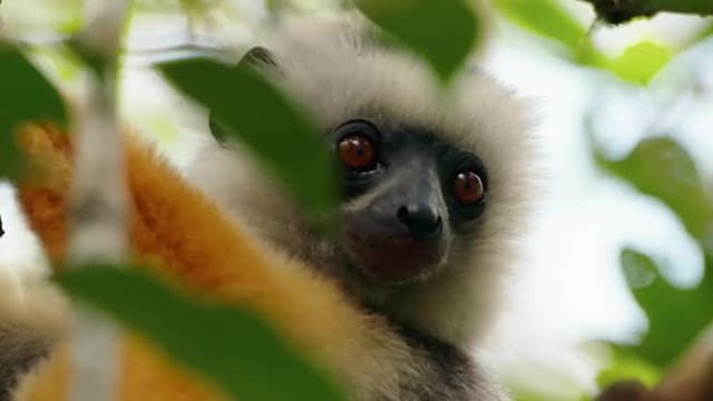 S01:E06 - La Selva De Los Espíritus: Selva Tropical, Madagascar