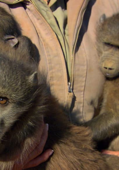 S01:E02 - Baby Baboons poster
