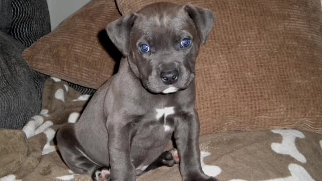 S09:E05 - Jersey Shore Dogs