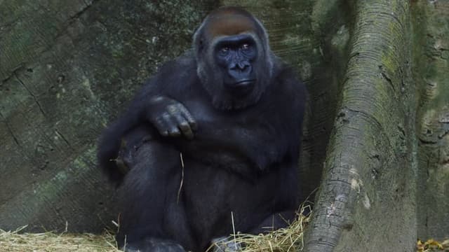 S02:E10 - A Gorilla With Heart