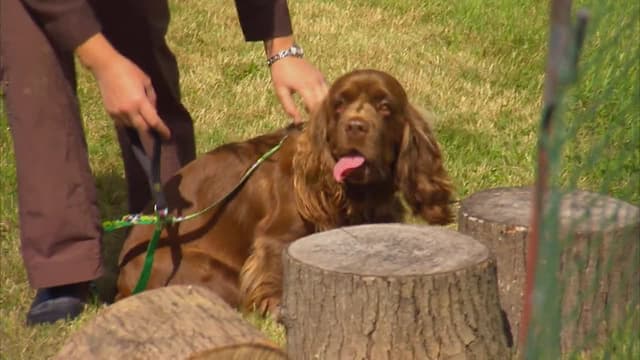 S01:E13 - Nellie Truffle Hunter