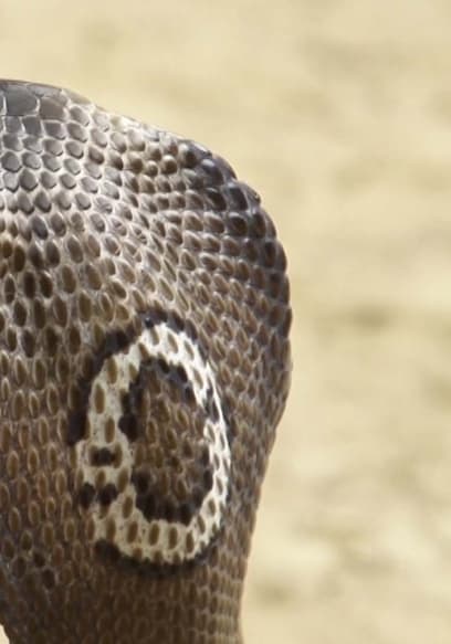 S01:E09 - King Cobra: The Serpent King of Western Thailand’s Forests poster