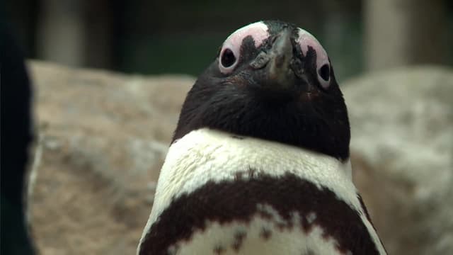 S01:E05 - Marital Troubles