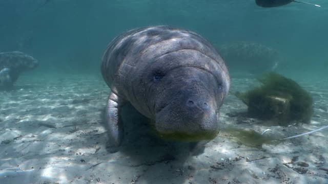 S06:E08 - Family Adventures in Bonaire + Endangered Manatees in Florida Waters