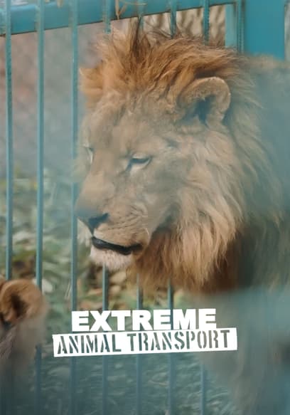 Extreme Animal Transport: Adult Lion poster