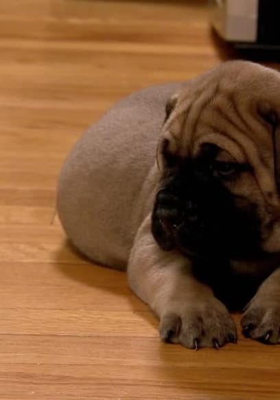 S01:E08 - Pool Puppies poster