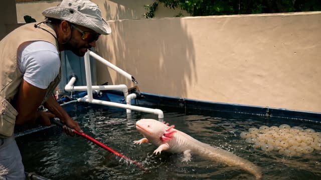 S01:E08 - The Axolotl Boom