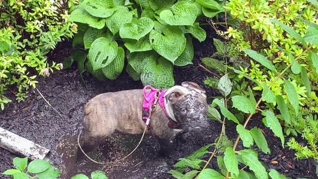 S01:E15 - Top 10 Pelican Encounters