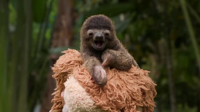 S01:E13 - Baby Animals