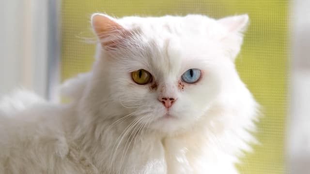 Watch Pets S02:E02 - Episode 2 - Free TV Shows | Tubi