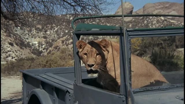 S01:E03 - The Killer Lion