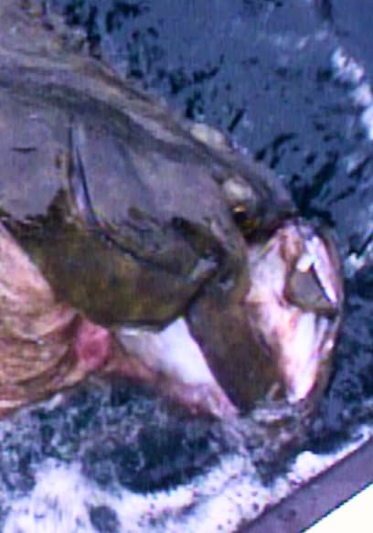 S01:E16 - Cranking on 300 LB Halibut: Sitka Alaska (Pt. 3) poster