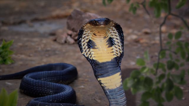 S01:E05 - Escupitajos y picaduras