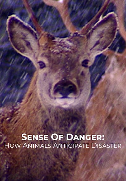 Sense of Danger: How Animals Anticipate Disaster